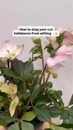 Want your hellebores to last longer in a vase? ✂️ Cut stems early in the day and strip lower leaves off. Score the stem vertically (not all the way through) and pop in a vase of fresh water. Trim the cut stems every few days for a fresh, wilt-free display! 🌸💧 | Flower Power