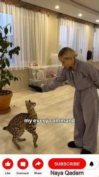 Training My Wild African Serval! 🐆 | Most Intelligent Cat?