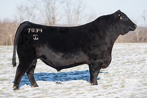 GAR Method - Select Sires Beef