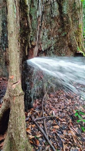 Trees are the Fountains of the Deep & Their Roots are the Lays Lines of the World | Sib Sibby