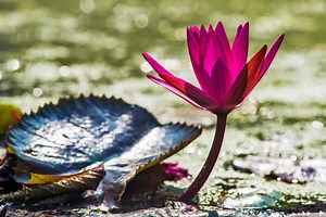 What is the Right Effort in the Eightfold Path of Buddhism?