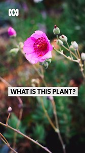 🌺 Meet Calandrinia grandiflora! 🌺 Jac dives into the vibrant world of this gorgeous plant, known for its eye-catching purple flowers and lush foliage! ✨ Quick Growing Tips: Sunlight: Full sun (6 hours). Soil: Well-draining, sandy or gravelly. Water: Moderate—let soil dry between waterings. Fertilise: Use balanced fertiliser during the growing season. Prune: Deadhead to encourage more blooms. Have you seen @jacsemmler popping up vibrantly on our show lately? Catch up on ABC iview or our website