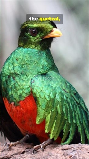 Chichen Itza’s Acoustic Secret: The Pyramid That Chirps! 🐦✨ #facts #cosmicexploration #ancient