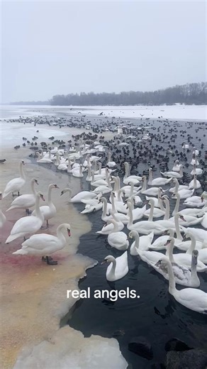 #creatorsearchinsights | angel sightings