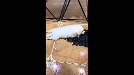 Dog playfully clings to mop during floor cleaning in Shandong, China