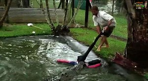 Best ever crocodile compilation | World's top 10 dangerous animals