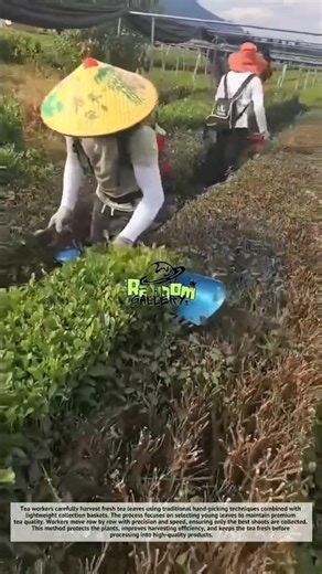 Amazing Tea Leaf Harvesting Technique That Looks So Satisfying! 🍃