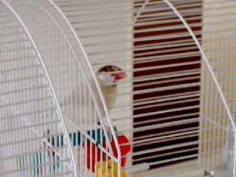 Oiseau Padda de Java .. chantent en choeur, Bird sing together