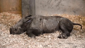 AWWWW! Meet the third baby rhino born at the North Carolina zoo in only two years. She doesn't have a name yet, but she's already about 100 pounds! | FOX8