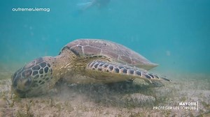 Le lagon de Mayotte est l’un des plus beaux du monde, c'est un écosystème fabuleux. Les plages mahoraises sont des lieux privilégiés pour la ponte des tortues vertes. Des animaux magiques qui attisent les convoitises et que les acteurs locaux s’efforcent de préserver. 🐢 Un reportage à retrouver sur https://la1ere.francetvinfo.fr/emissions/outremerlemag La 1ère | C pas si loin