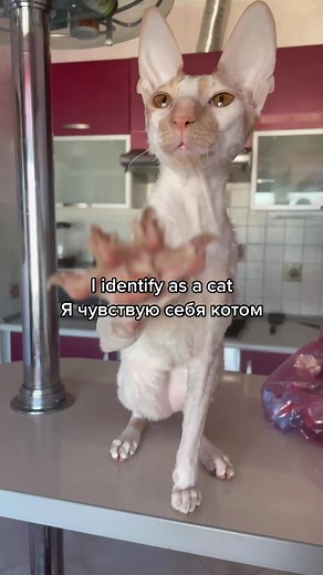 Just a baby 💘 #cornishrex