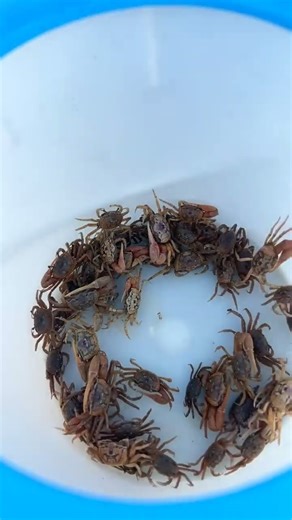 The secret to catching sheepshead’s #secret #fishing #howto #saltwaterfishing #sheepshead #crab