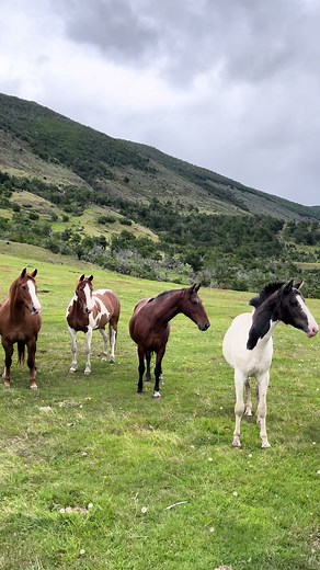 Alison Prod: Horse Training Tips