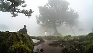Complete Guide to Fanal Forest Madeira - Best photo spots & more