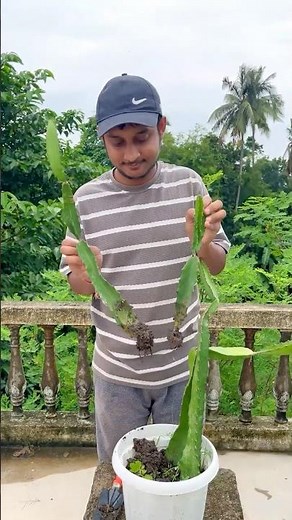 Best Way To Grow Dragon Fruits Plants From Cuttings | Dragon Fruit Cuttings Growing Process #plants