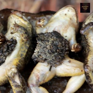 648K views · 234 shares | Primitive Technology - Find frogs by spear and cooking - eating delicious | Primitive Foodie | Facebook