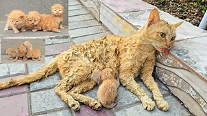 Angry Mother cat protects her Kittens and doesn't let anyone approach them | Baby Cat