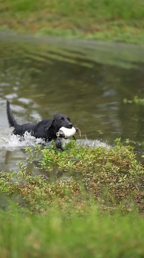 168 reactions | The building process | Cypress Creek Retrievers | Facebook