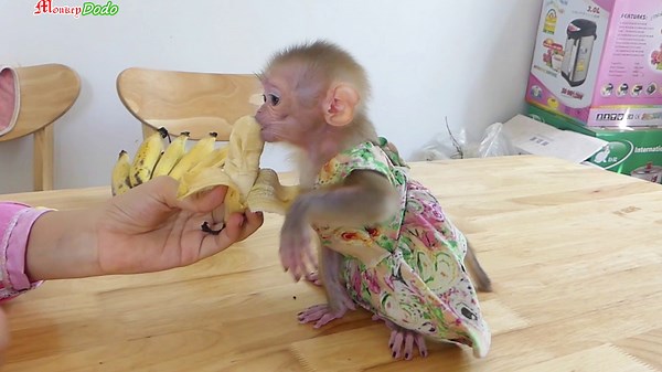 5.3K views · 389 reactions | Obediently Queen Jenna Ask Mom Peel Banana For Her Jenna So Much Like Banana | Monkey Dodo | Facebook