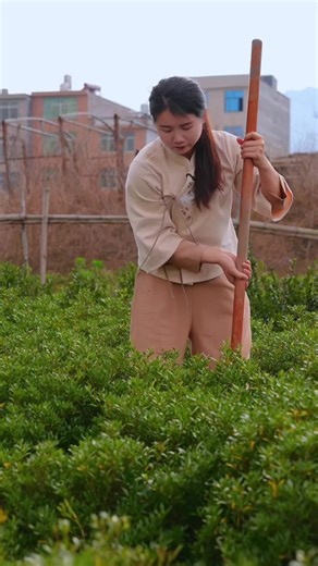 Creating a Simple Tea Table Bonsai with My Sister