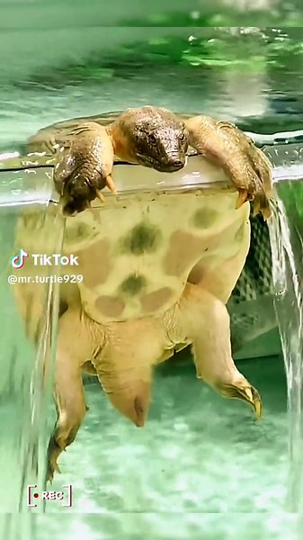 Unhappy Soft-Shell Turtle Contemplates Existence