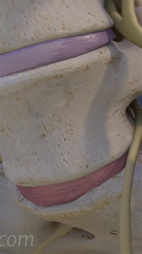 67K views · 467 reactions | See how a L5-S1 degenerative disc causes pain. | Spine-health | Facebook