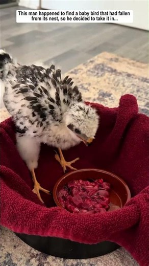 This man happened to find a baby bird that had fallen from its nest, so he decided to take it in.