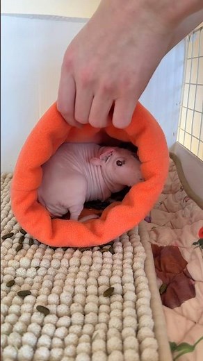 Spot cleaning my naked guinea pig #thepigroom #guineapigcage #guineapigcare #cagecleaning