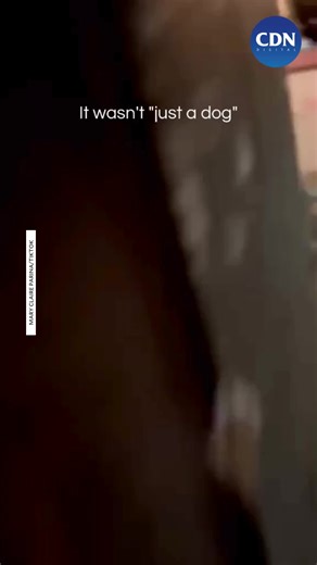 DOG SHEDS TEARS, MISSING FUR MOM 🥹 WATCH: A heartbreaking TikTok video of a dog crying like a human went viral, melting hearts online. According to video owner Mary Claire Parina, her mother left home for two days, prompting their dog Hanzo, who missed her, to walk alone to her workplace, where he was caught sobbing with tears on Feb. 15.