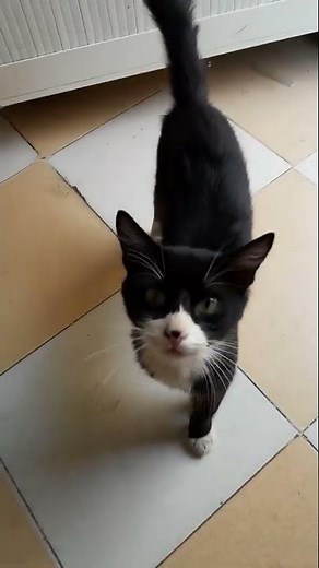 We are helping homeless cats, feeding them, treating them, and finding them a home