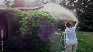 Woman using garden hose to spray water on grape vines to repel Japanese Beetles. Grape vines are on a trellis attached to a house.