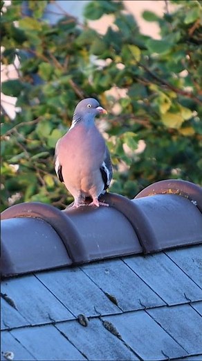 The song of the Wood Pigeon 🕊🎶 Dinard, France - Short 4K video 2026 #pigeonbirds