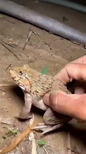 Funny frogs Catching | Wep wep catchingfrogsfunny | boing catch frogs make youlaugh#shortsfeed