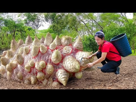 Harvest A Lot Of Golden Horn Tuber Goes to Market Sell, Traditional tuber recipes | Susan Daily Life