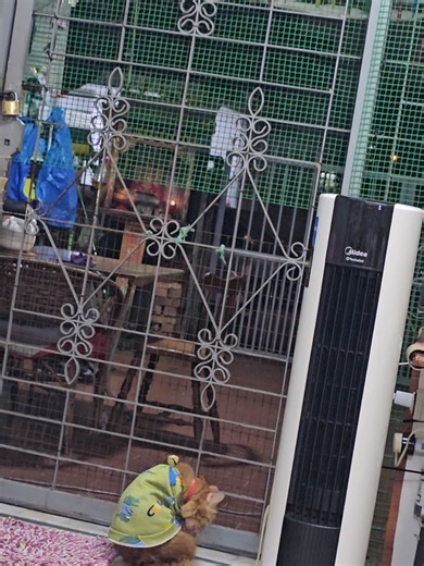 Oyen tengok bunga api. Duduk diam, mata fokus ke langit. Berani sikit, tapi tetap buat muka steady. #GarfyOyenAtuk #OyenLife #KucingMalaysia #CatTokMY #CatMoments