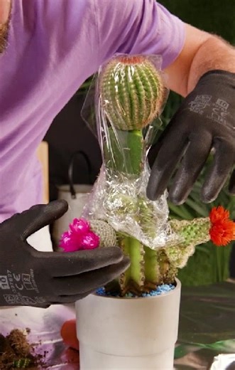 11K views · 44 reactions | Cactus Techniques You Need to Know | Green Bean | Facebook