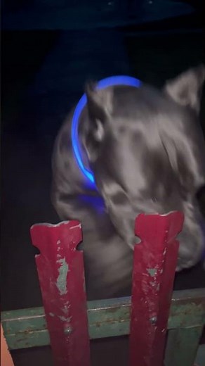 Cane Corso Barking.