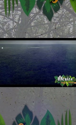 México Bajo Reserva | Selva Húmeda