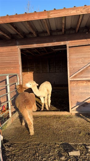 Today it was super frosty and all the alpacas were staying in the stable area just to get all the warmth from the sun. Despite the open gates , watching the frozen grass they were looking at me as in “life is too short, man”! #alpaca #farmlife #ireland #alpacatok #pov