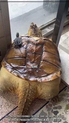 👀 His turtle has changed a lot..