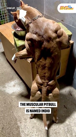 Strongest Pit Bull in The World 🤯