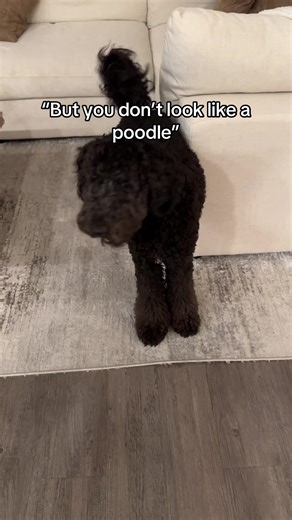 Understanding Poodle Grooming Styles