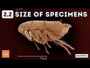 IGCSE Biology - Size of Specimens (2.2)
