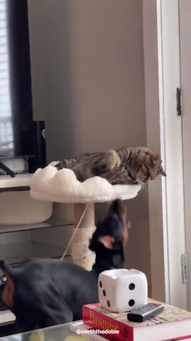 Cute Creatures Showing Off Their Lovable Antics