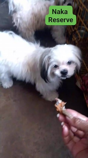 May reserve food si Chibi #furbaby #lovedogs #shihtzulovers | Nierrisa Teodosio