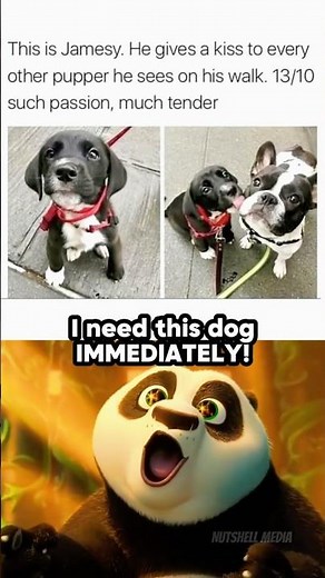 Cutest dog ever! 😍