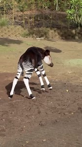 Kangaroo jumps display playful animal energy