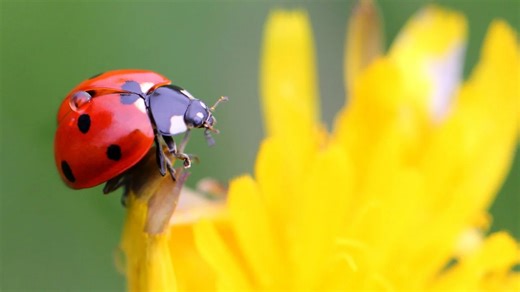 9 Flowers That Attract Ladybugs To Your Garden