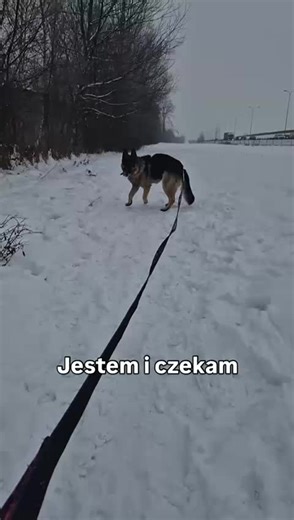 Arni ma 9 lat i wciąż jest bardzo żwawym owczarkiem ☺️ Jest miłym, kontaktowym psem, dla którego człowiek jest najważniejszy - nie ma problemu w kontaktach z ludźmi, od początku jest przyjacielski i spokojny ❤️ Pracujemy z nim nad reakcją na inne psy, ale przyszły opiekun prawdopodobnie będzie musiał kontynuować tę pracę. Dla Arniego szukamy domu bez innych psów, a jego opiekun musi mieć wystarczająco siły, by utrzymać na smyczy dużego psa. Więcej info o Nim: https://napaluchu.waw.pl/pet/0900001