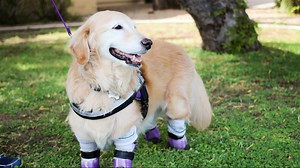 10-year-old amputee, burn victim meets therapy dog with 4 prosthetic legs